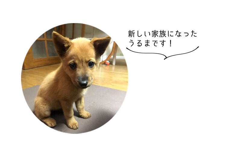 処分されるところだった木製玩具。 一目見て持ち帰ってきました!